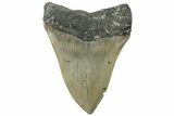 Serrated, Fossil Megalodon Tooth - North Carolina #311846-1